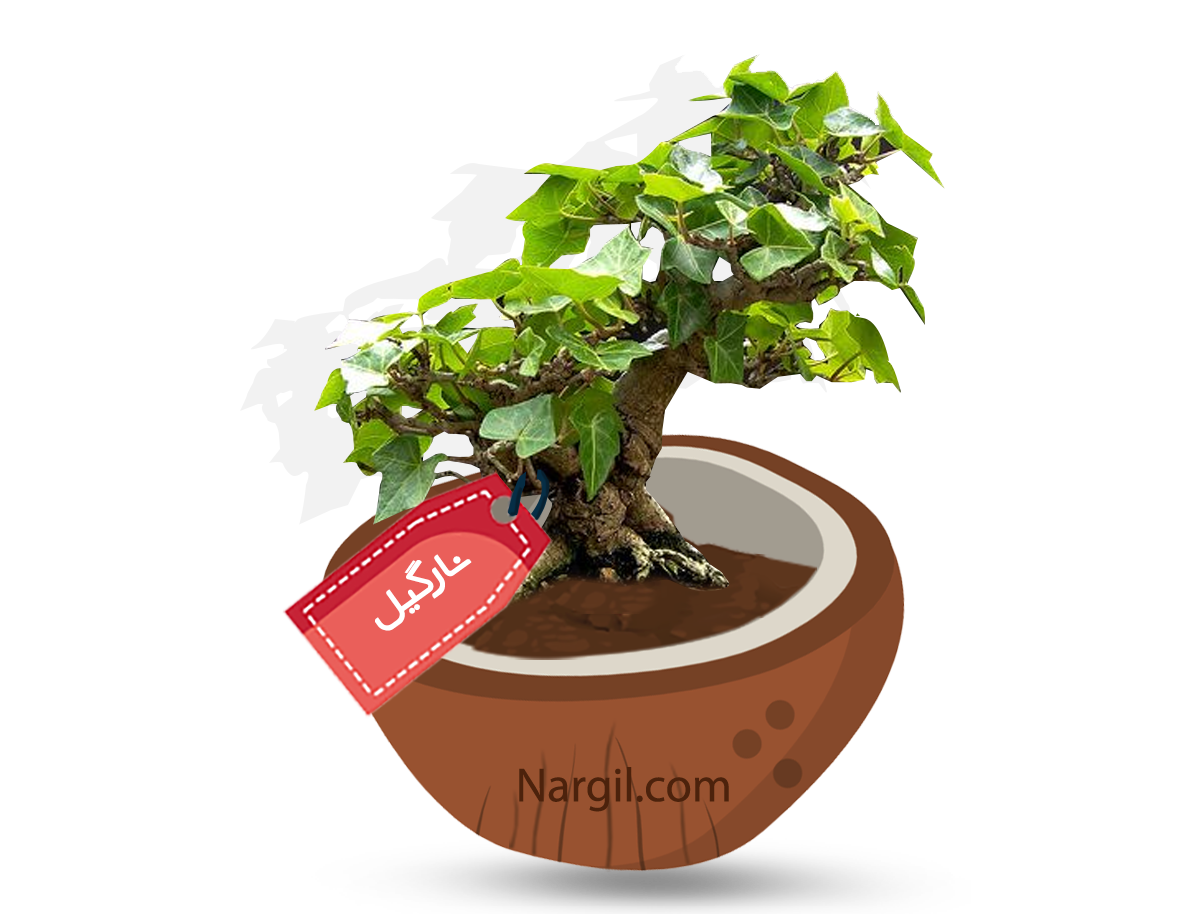  Nargil - English Ivy Bonsai